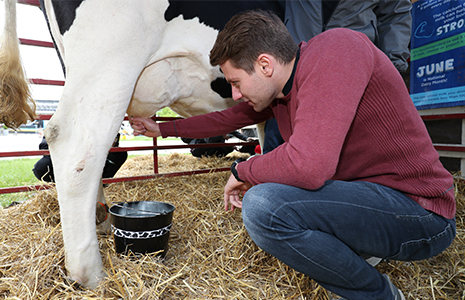 Jordan King milks cow at Indy 500 rookie lunch
