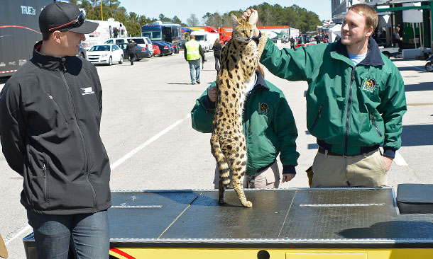 Graham Rahal and serval for Zoo promotion