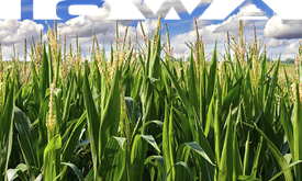 Thumbnail for What's happening in 50208: Fast laps on short track