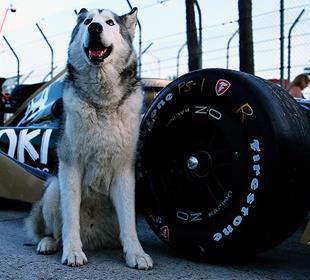Long Beach notes: Loki the Wolfdog finds new adventure at track