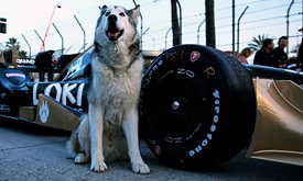 Thumbnail for Long Beach notes: Loki the Wolfdog finds new adventure at track